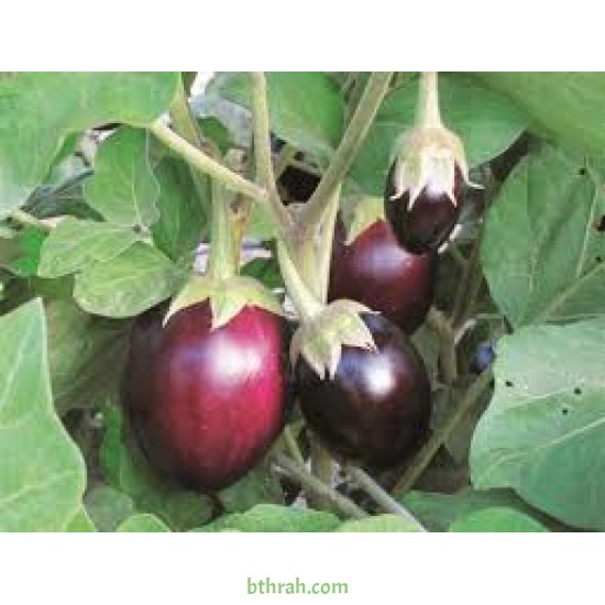 بذور الباذنجان - Solanum melongena بذور الباذنجان - Solanum melongena