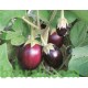 بذور الباذنجان - Solanum melongena بذور الباذنجان - Solanum melongena