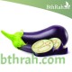 بذور الباذنجان - Solanum melongena بذور الباذنجان - Solanum melongena