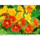 بذور زهرة ابو خنجر ( tropaeolum majus ) بذور زهرة ابو خنجر ( tropaeolum majus )