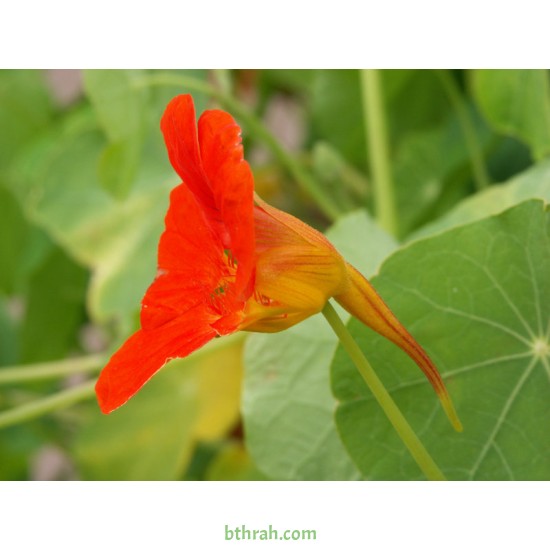 بذور زهرة ابو خنجر ( tropaeolum majus ) بذور زهرة ابو خنجر ( tropaeolum majus )