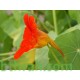 بذور زهرة ابو خنجر ( tropaeolum majus ) بذور زهرة ابو خنجر ( tropaeolum majus )