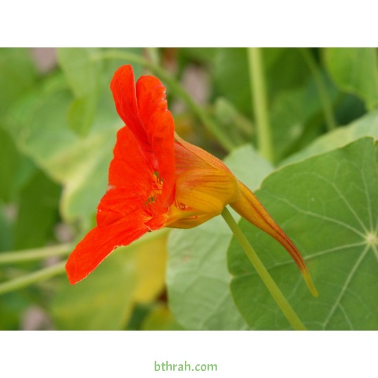بذور زهرة ابو خنجر ( tropaeolum majus ) بذور زهرة ابو خنجر ( tropaeolum majus )