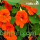 بذور زهرة ابو خنجر ( tropaeolum majus ) بذور زهرة ابو خنجر ( tropaeolum majus )