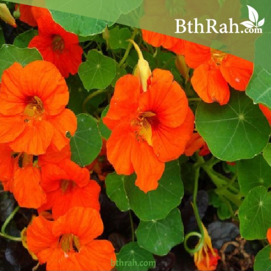 بذور زهرة ابو خنجر ( tropaeolum majus ) بذور زهرة ابو خنجر ( tropaeolum majus )