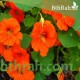 بذور زهرة ابو خنجر ( tropaeolum majus ) بذور زهرة ابو خنجر ( tropaeolum majus )
