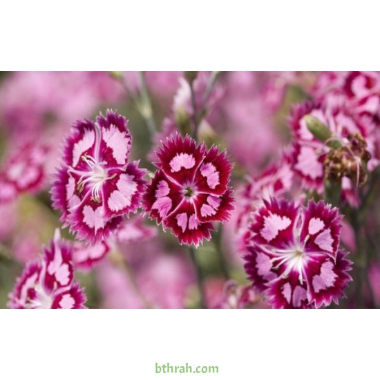 بذور زهور قرنفل صيني (Dianthus chinensis) بذور زهور قرنفل صيني (Dianthus chinensis)