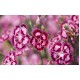 بذور زهور قرنفل صيني (Dianthus chinensis) بذور زهور قرنفل صيني (Dianthus chinensis)