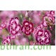 بذور زهور قرنفل صيني (Dianthus chinensis) بذور زهور قرنفل صيني (Dianthus chinensis)