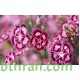 بذور زهور قرنفل صيني (Dianthus chinensis)
