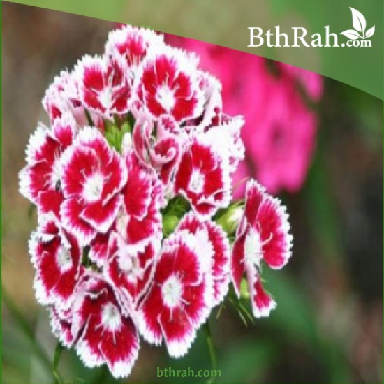بذور زهور قرنفل صيني (Dianthus chinensis) بذور زهور قرنفل صيني (Dianthus chinensis)