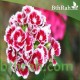 بذور زهور قرنفل صيني (Dianthus chinensis) بذور زهور قرنفل صيني (Dianthus chinensis)