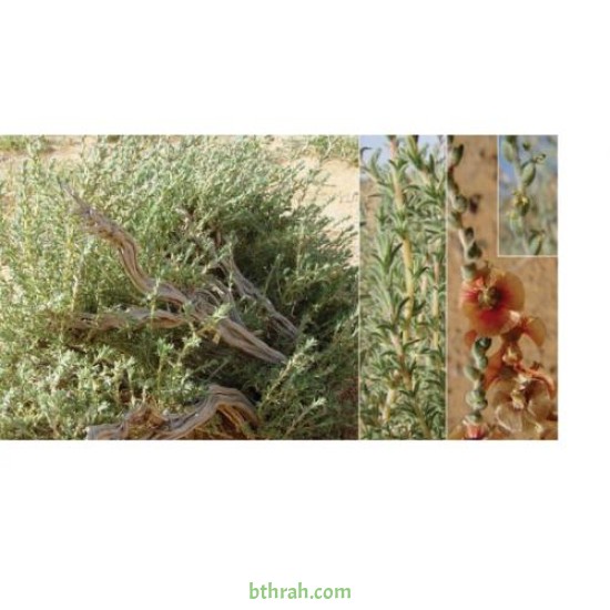 بذور الروثة الرعوية Salsola villosa بذور الروثة الرعوية Salsola villosa