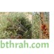 بذور الروثة الرعوية Salsola villosa بذور الروثة الرعوية Salsola villosa