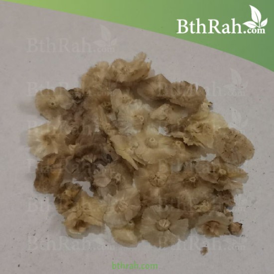 بذور الروثة الرعوية Salsola villosa بذور الروثة الرعوية Salsola villosa
