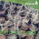 بذور الروثة الرعوية Salsola villosa بذور الروثة الرعوية Salsola villosa