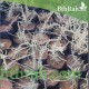بذور الروثة الرعوية  Salsola villosa 