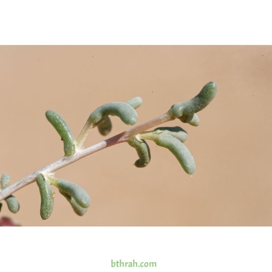 بذور عشبة الضمران  Traganum nudatum