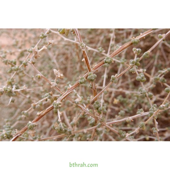 بذور عشبة الضمران  Traganum nudatum