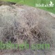 بذور نبتة العراد - Ancacia etbacia بذور نبتة العراد - Ancacia etbacia