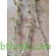 بذور نبتة الشعران - Agathophora alopecuroides