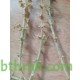بذور نبتة الشعران - Agathophora alopecuroides بذور نبتة الشعران - Agathophora alopecuroides