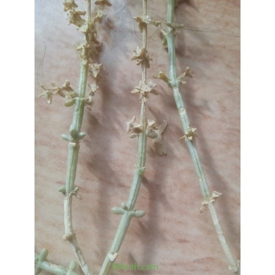 بذور نبتة الشعران - Agathophora alopecuroides بذور نبتة الشعران - Agathophora alopecuroides