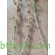 بذور نبتة الشعران - Agathophora alopecuroides بذور نبتة الشعران - Agathophora alopecuroides