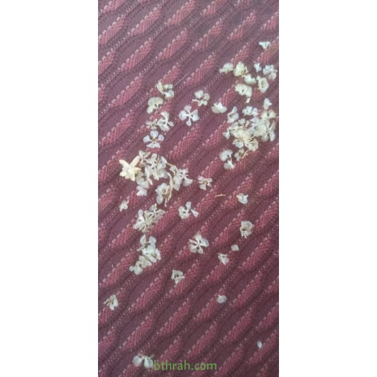 بذور نبتة الشعران Agathophora Alopecuroides