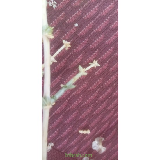 بذور نبتة الشعران - Agathophora alopecuroides