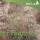 بذور نبتة الشعران - Agathophora alopecuroides بذور نبتة الشعران - Agathophora alopecuroides