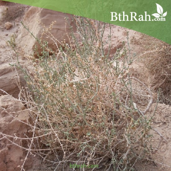 بذور نبتة الشعران Agathophora Alopecuroides
