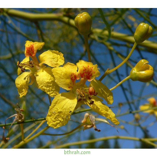 بذور شجرة الباركنسونيا - Parkinsonia Aculeata