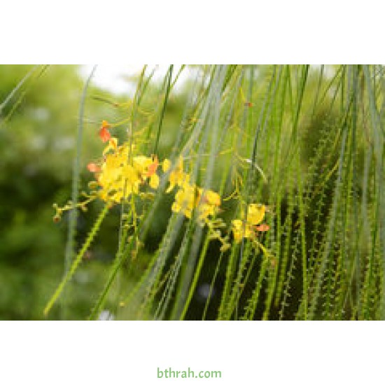 بذور شجرة الباركنسونيا - Parkinsonia Aculeata بذور شجرة الباركنسونيا - Parkinsonia Aculeata