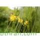 بذور شجرة الباركنسونيا - Parkinsonia Aculeata بذور شجرة الباركنسونيا - Parkinsonia Aculeata