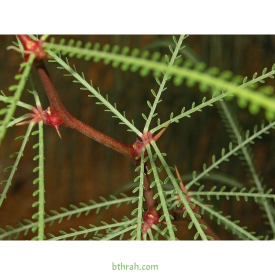 بذور شجرة الباركنسونيا - Parkinsonia Aculeata بذور شجرة الباركنسونيا - Parkinsonia Aculeata