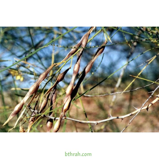 بذور شجرة الباركنسونيا - Parkinsonia Aculeata