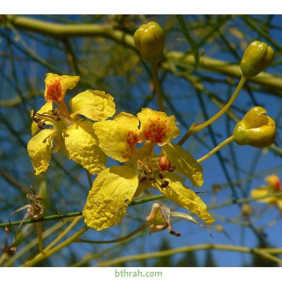 بذور شجرة الباركنسونيا - Parkinsonia Aculeata بذور شجرة الباركنسونيا - Parkinsonia Aculeata