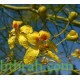 بذور شجرة الباركنسونيا - Parkinsonia Aculeata بذور شجرة الباركنسونيا - Parkinsonia Aculeata