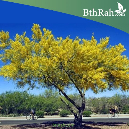 بذور شجرة الباركنسونيا - Parkinsonia Aculeata بذور شجرة الباركنسونيا - Parkinsonia Aculeata