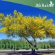 بذور شجرة الباركنسونيا - Parkinsonia Aculeata بذور شجرة الباركنسونيا - Parkinsonia Aculeata