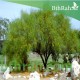 بذور شجرة الباركنسونيا - Parkinsonia Aculeata