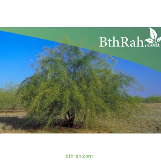 بذور شجرة الباركنسونيا - Parkinsonia Aculeata بذور شجرة الباركنسونيا - Parkinsonia Aculeata