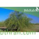 بذور شجرة الباركنسونيا - Parkinsonia Aculeata بذور شجرة الباركنسونيا - Parkinsonia Aculeata