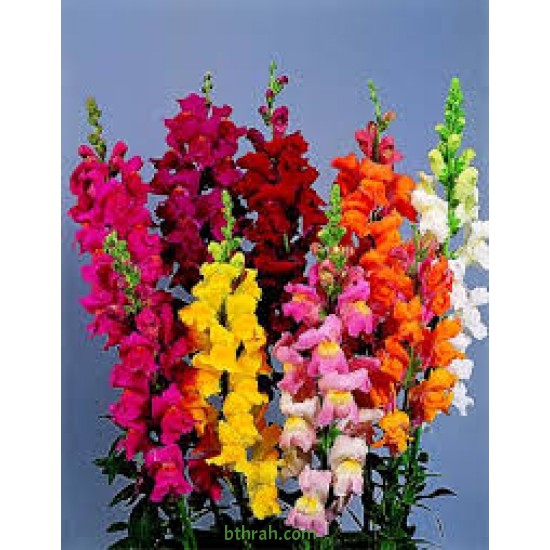 بذور زهور فم السمكة(Antirrhinum Majus) بذور زهور فم السمكة(Antirrhinum Majus)