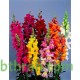 بذور زهور فم السمكة(Antirrhinum Majus) بذور زهور فم السمكة(Antirrhinum Majus)