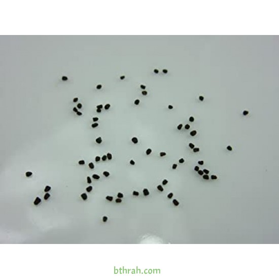 بذور زهور فم السمكة(Antirrhinum Majus) بذور زهور فم السمكة(Antirrhinum Majus)