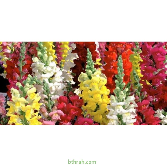 بذور زهور فم السمكة(Antirrhinum Majus) بذور زهور فم السمكة(Antirrhinum Majus)