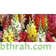 بذور زهور فم السمكة(Antirrhinum Majus) بذور زهور فم السمكة(Antirrhinum Majus)
