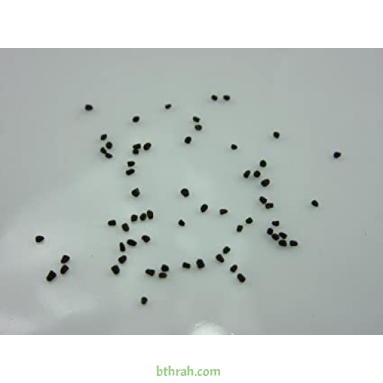 بذور زهور فم السمكة(Antirrhinum Majus)